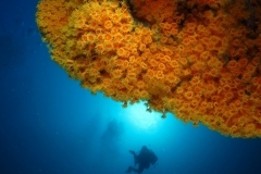 10252286366_9156868338_o