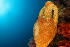 13564071215_5f254f78fc_o