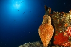 14236381089_b66b84c137_o