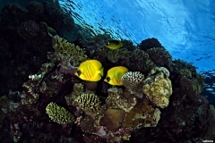 15400761654_3739abc701_o