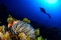 25177211724_40ae7d82c0_o