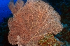 29301388743_c076445e7a_o