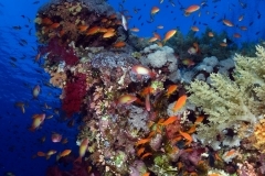 29928121115_6b1771c588_o