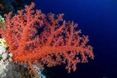 29928121545_7f01f3c5e0_o