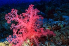 30242399195_51aac79238_o