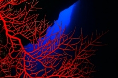 50108921737_5edebd758f_o-1