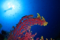 9861778164_bcb5a2797c_o