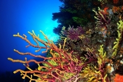 DSC_4643-editedsigned