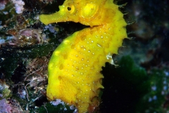 30227634657_c3aa821a79_k