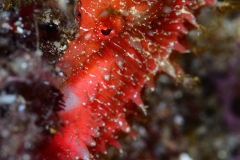 30493093734_d913664f76_o