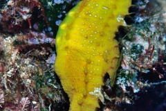 45522174244_b81457db95_o