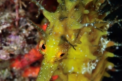 48614361632_bfc8f8d246_o