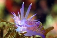 12153075476_94a914a1b6_o