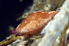 14074122589_8e717d9b6c_o-edit