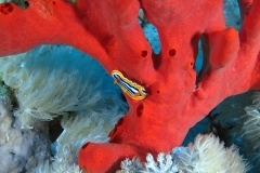 15837266767_456b5fa7ff_o