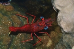 21330416603_5089b537f7_o