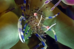 22156737194_f0db7b915b_o