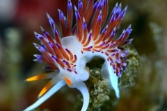 26720474946_3ae6e7e439_o