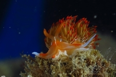 6992846087_0507ba5054_o