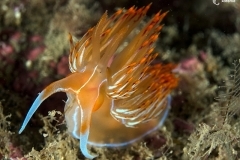 8198511677_a88c19f890_o