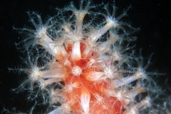 9024072250_2f7e21e356_o