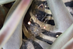 DSC_3940editedsigned