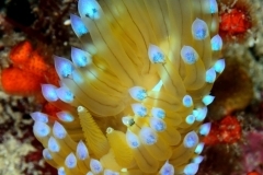 DSC_3979editedsigned-nautilus