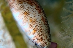 DSC_4289editedsigned