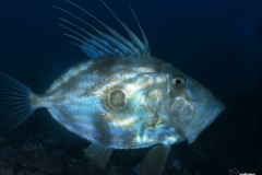 11137833563_55b092103b_o