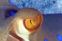 15836964009_3248901f53_o