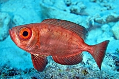 15836978669_a8edd2cc37_o