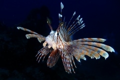 16275060540_731c92403b_o