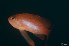 19723134638_c236183f1c_b