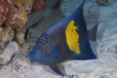 29301387233_f29944f332_o