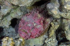 29607192914_bd2c5cc22d_o