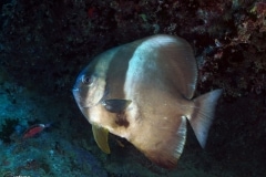 30242380185_5b9d17502e_o