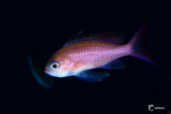 39385682540_d729773d60_k