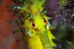 48599353031_83f1909f05_o