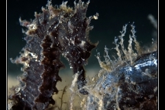 6158154039_3f7e4a0c26_o