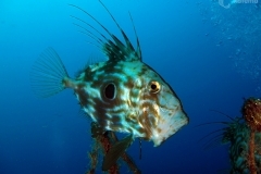 8376354440_61ef1191ce_o