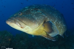 8603606929_6c7eb8ca47_o