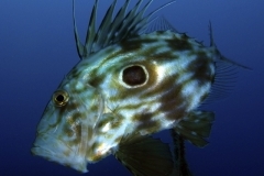 8692906414_9a3bcb916d_o